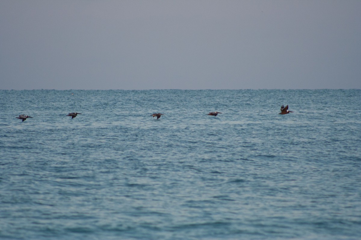 Brown Pelican (Atlantic) - ML619985065