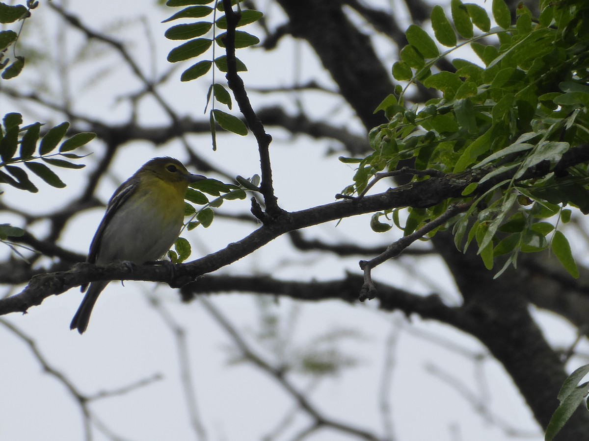 Vireo Gorjiamarillo - ML619985069