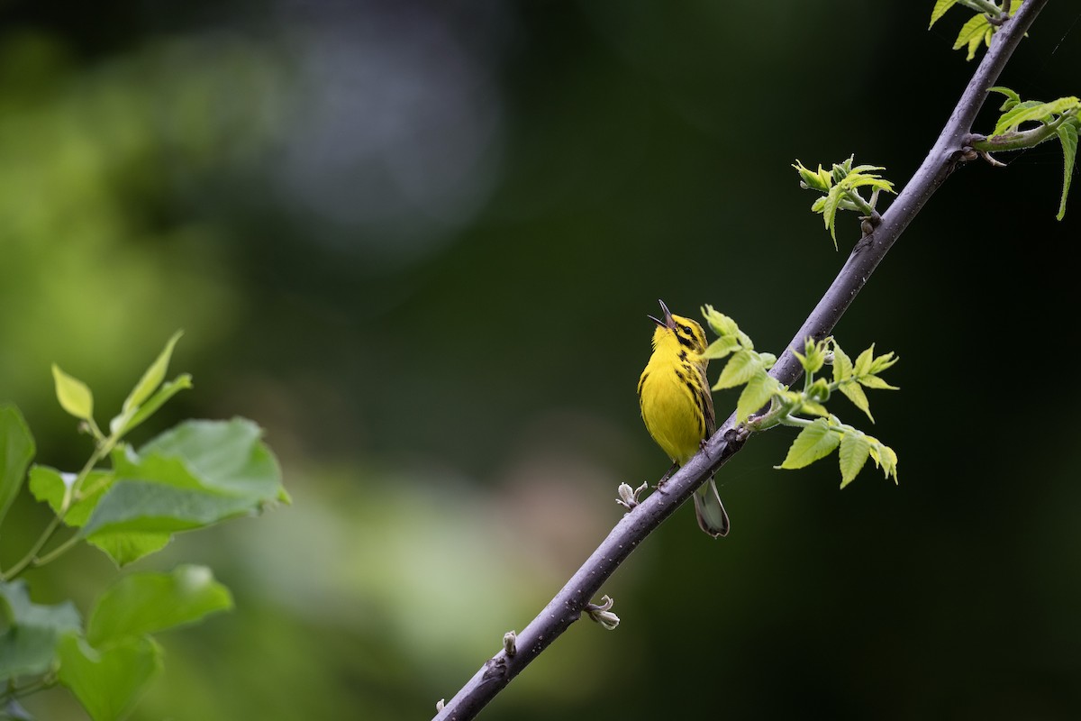 Prairie Warbler - ML619985077