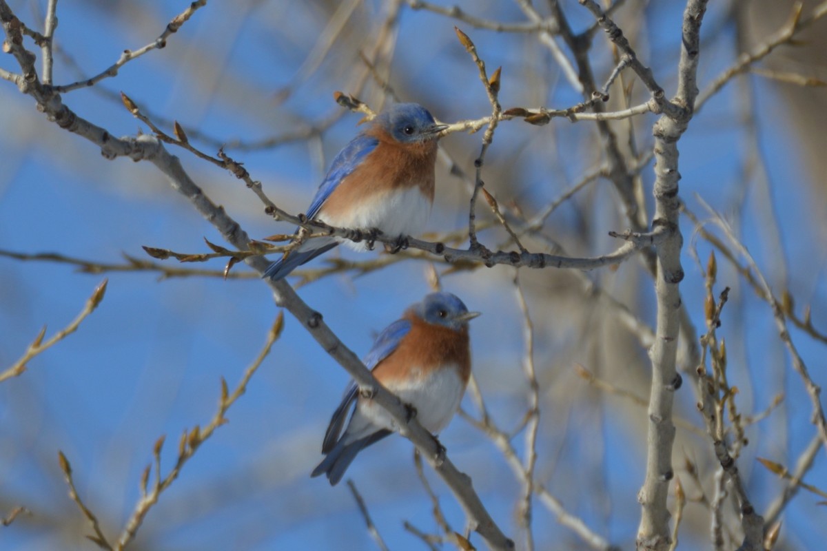 Eastern Bluebird - ML619985079