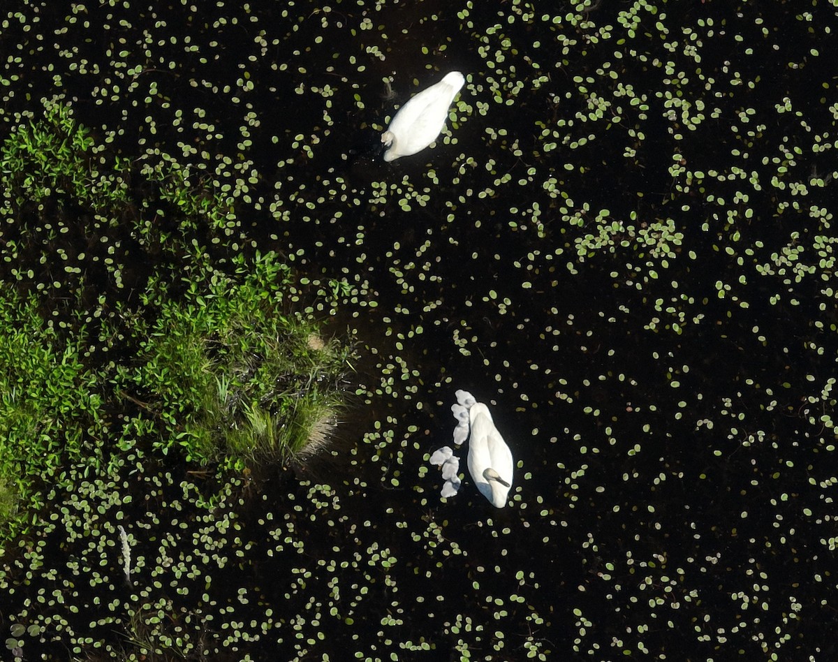 Trumpeter Swan - ML619985080