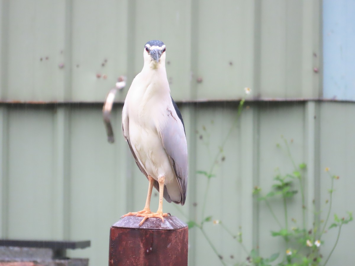 Black-crowned Night Heron - ML619985081