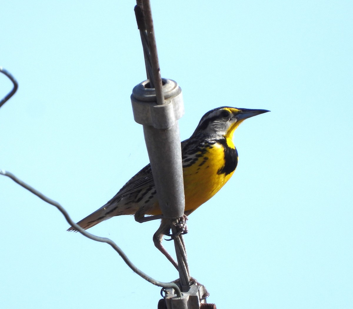 Eastern Meadowlark - ML619985084