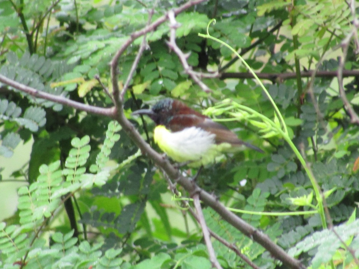 Purple-rumped Sunbird - ML619985088