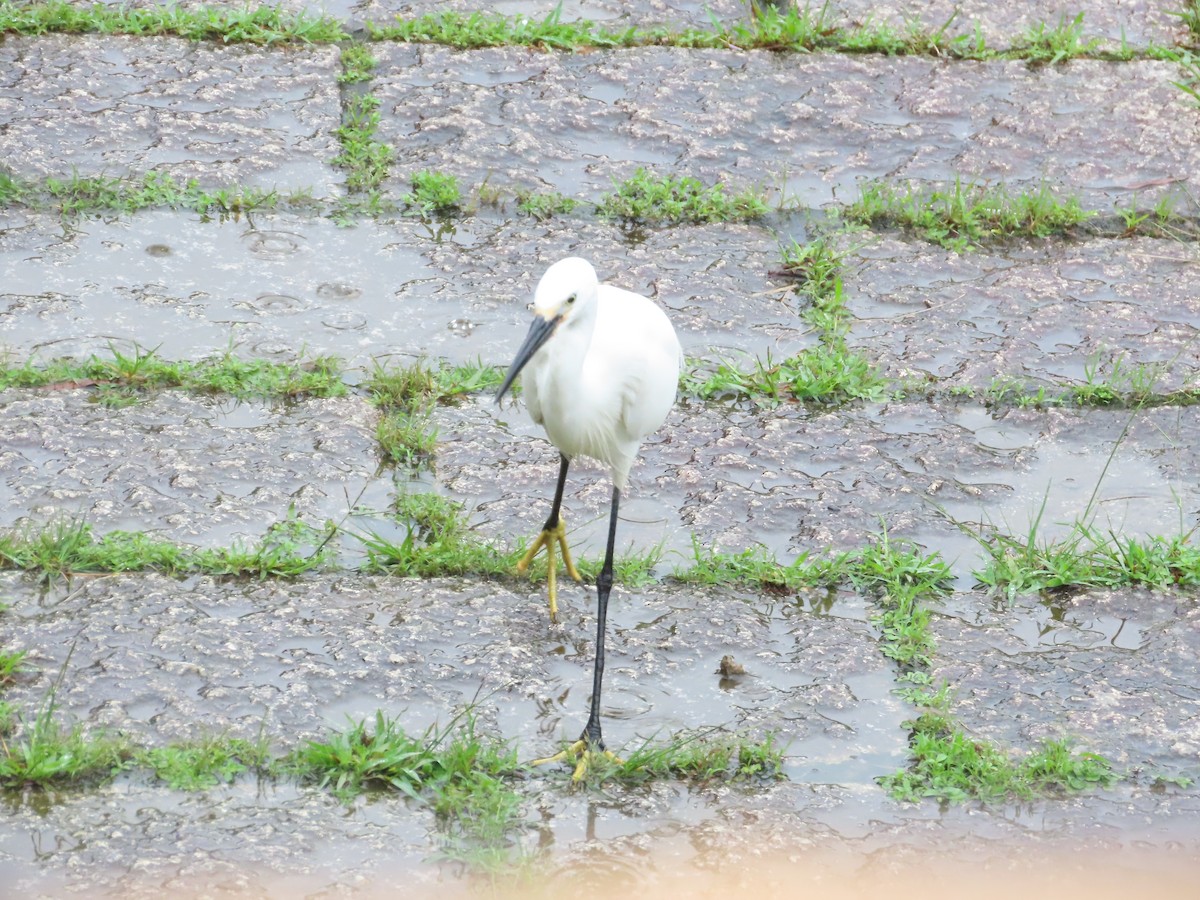 Aigrette garzette - ML619985091