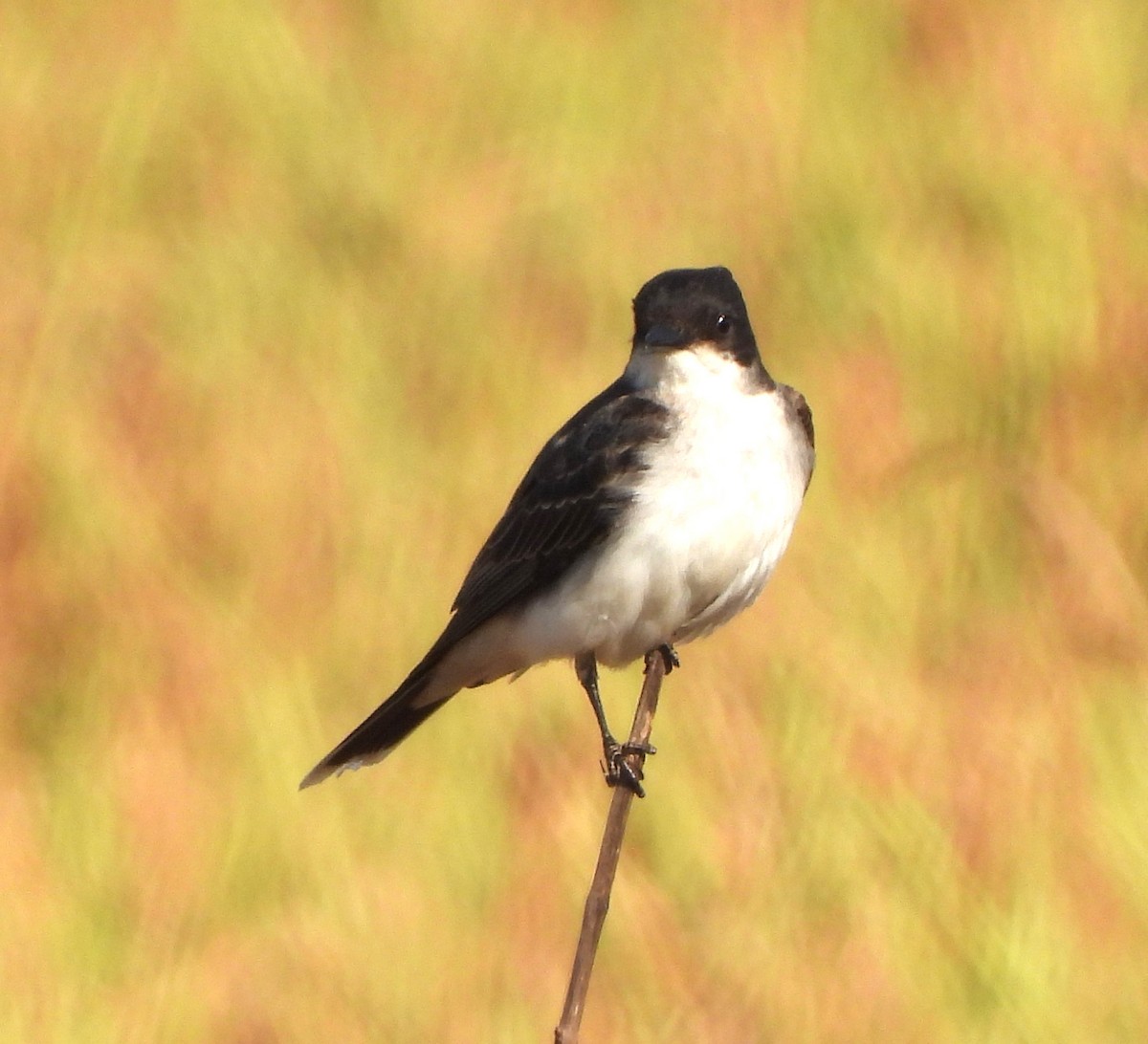 Eastern Kingbird - ML619985096