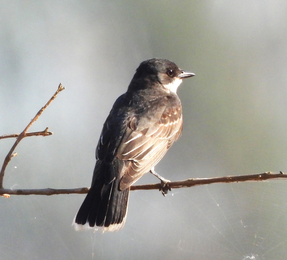 Eastern Kingbird - ML619985097