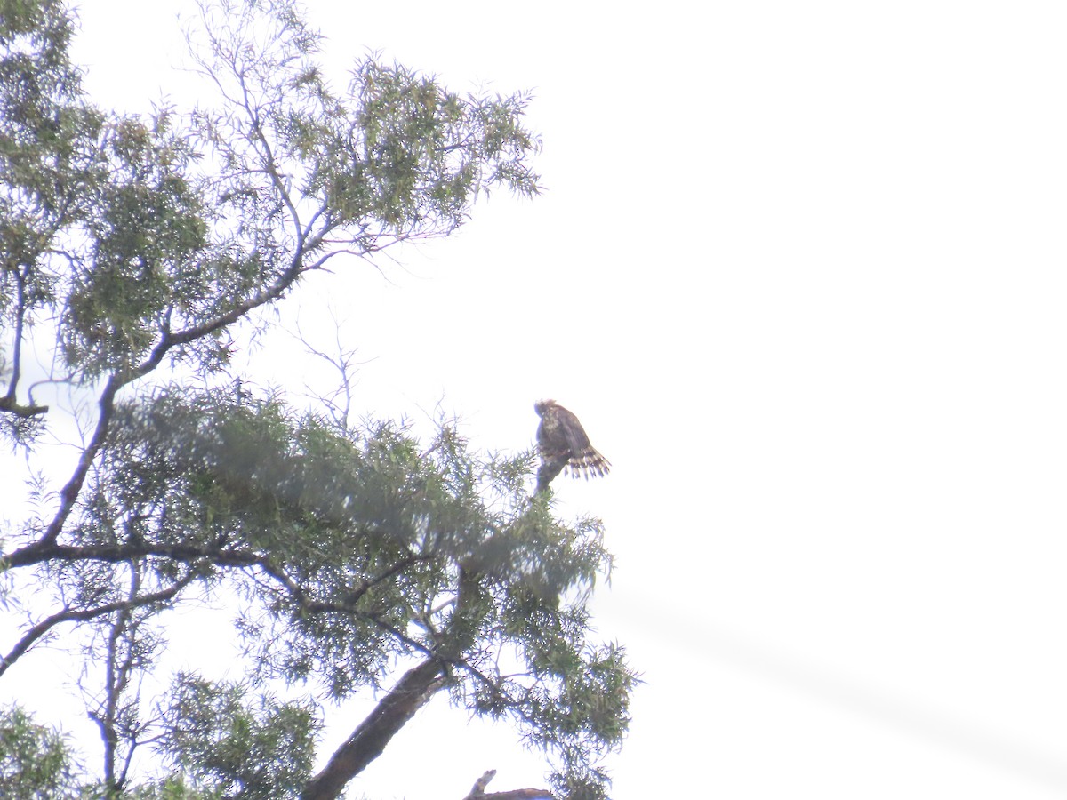 Crested Goshawk - ML619985128