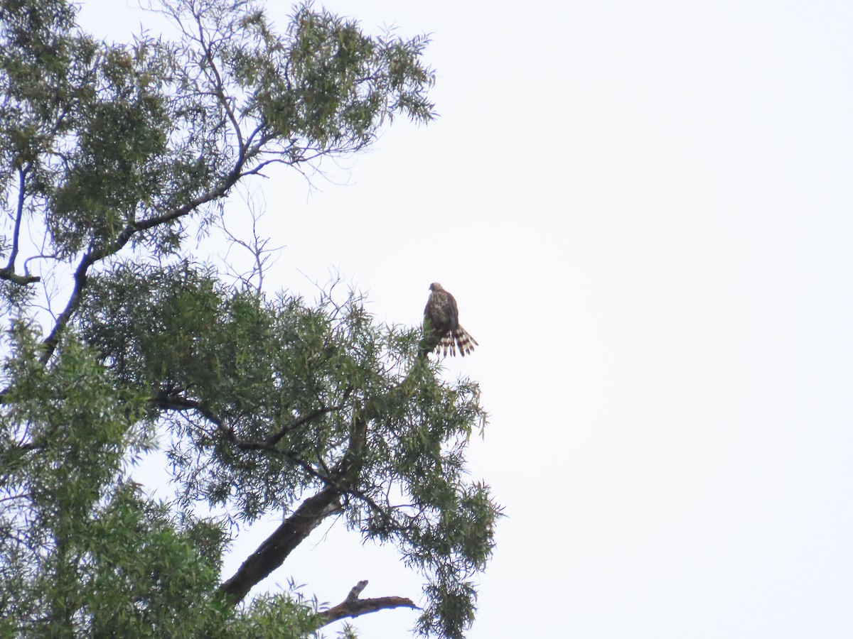 Crested Goshawk - ML619985134