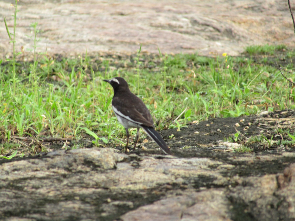 White-browed Wagtail - ML619985142