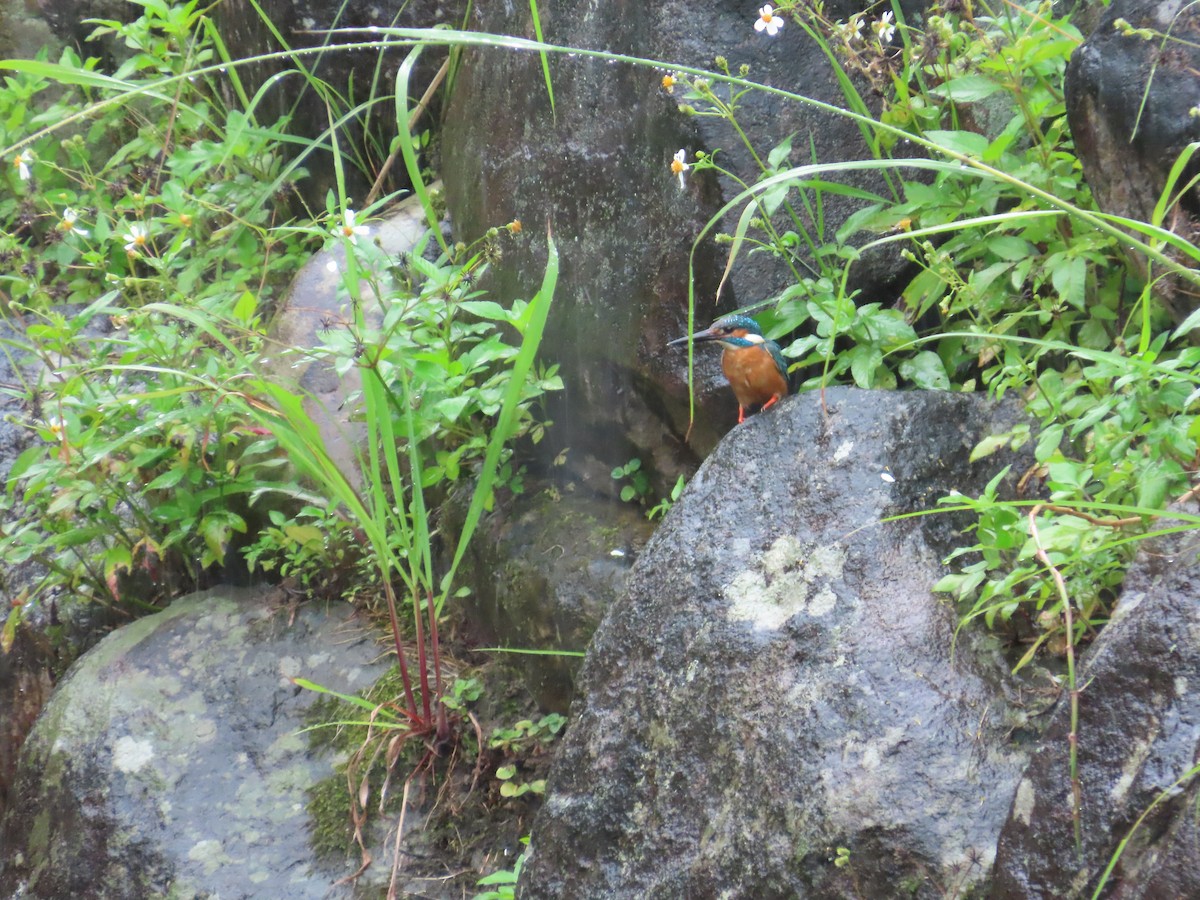 Common Kingfisher - ML619985161