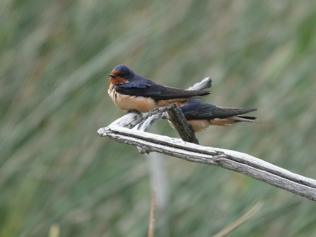 Barn Swallow - ML619985164