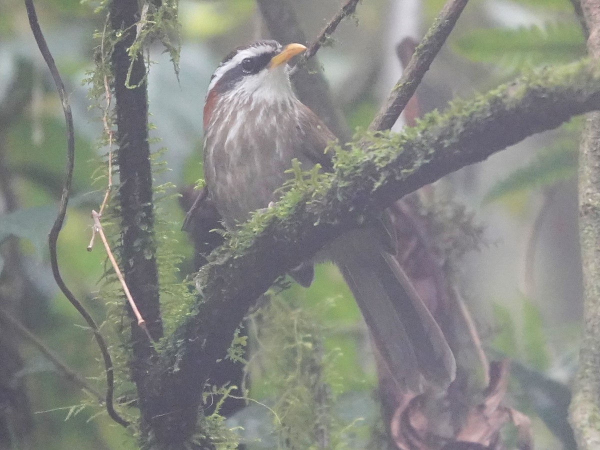 Streak-breasted Scimitar-Babbler - ML619985166