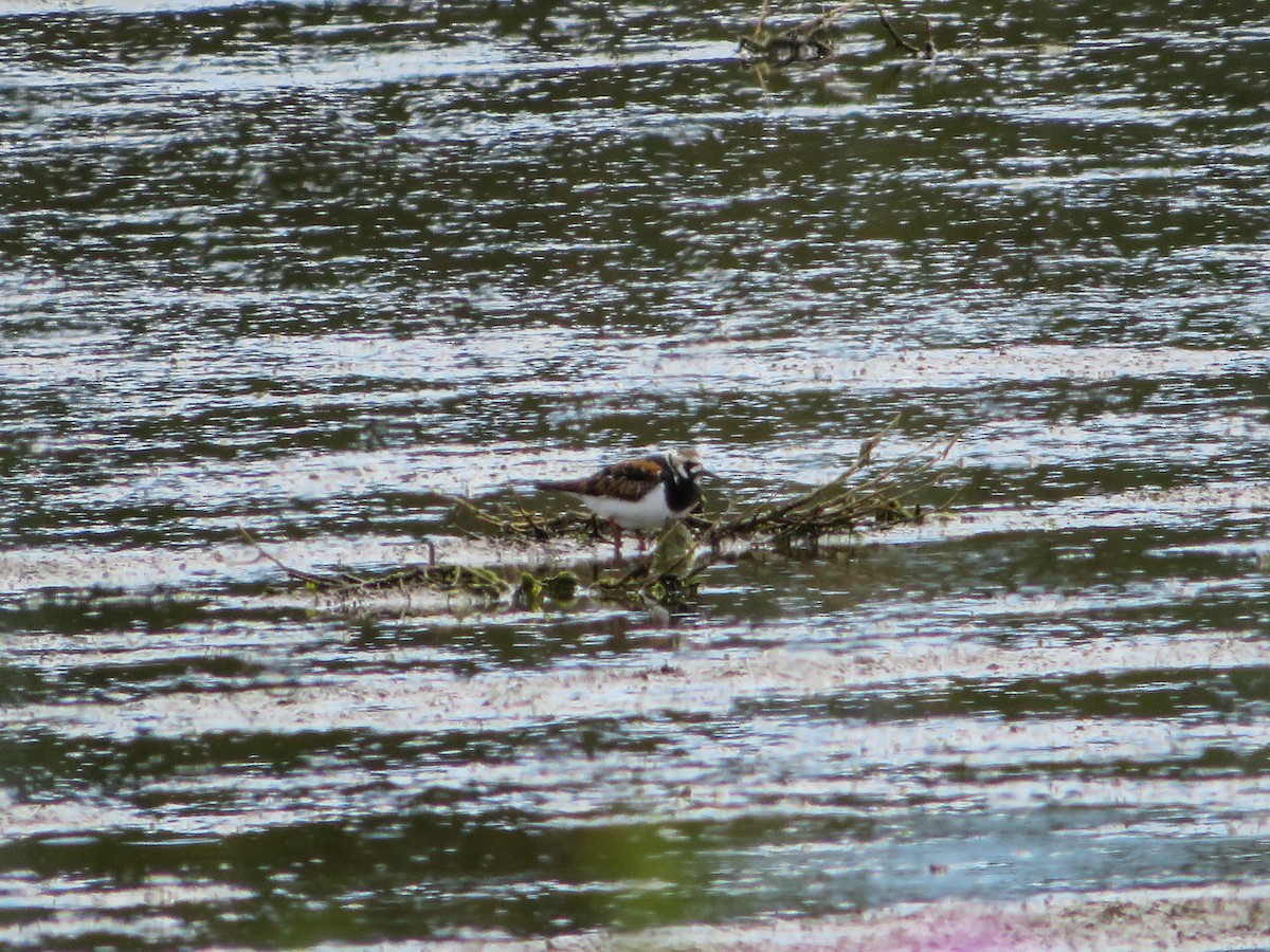 Ruddy Turnstone - ML619985174