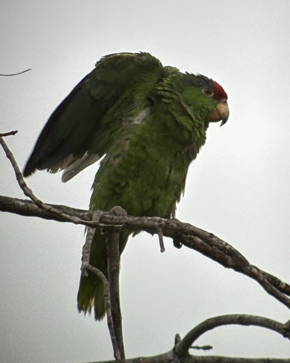 Red-crowned Parrot - ML619985178