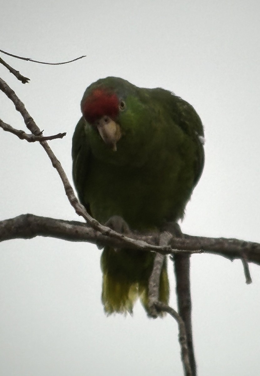 Red-crowned Parrot - ML619985179