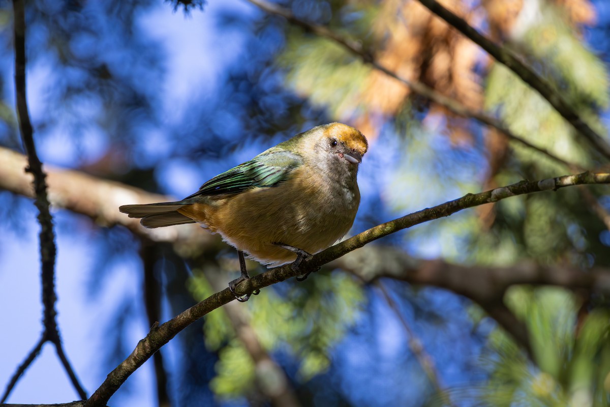 Burnished-buff Tanager - ML619985183