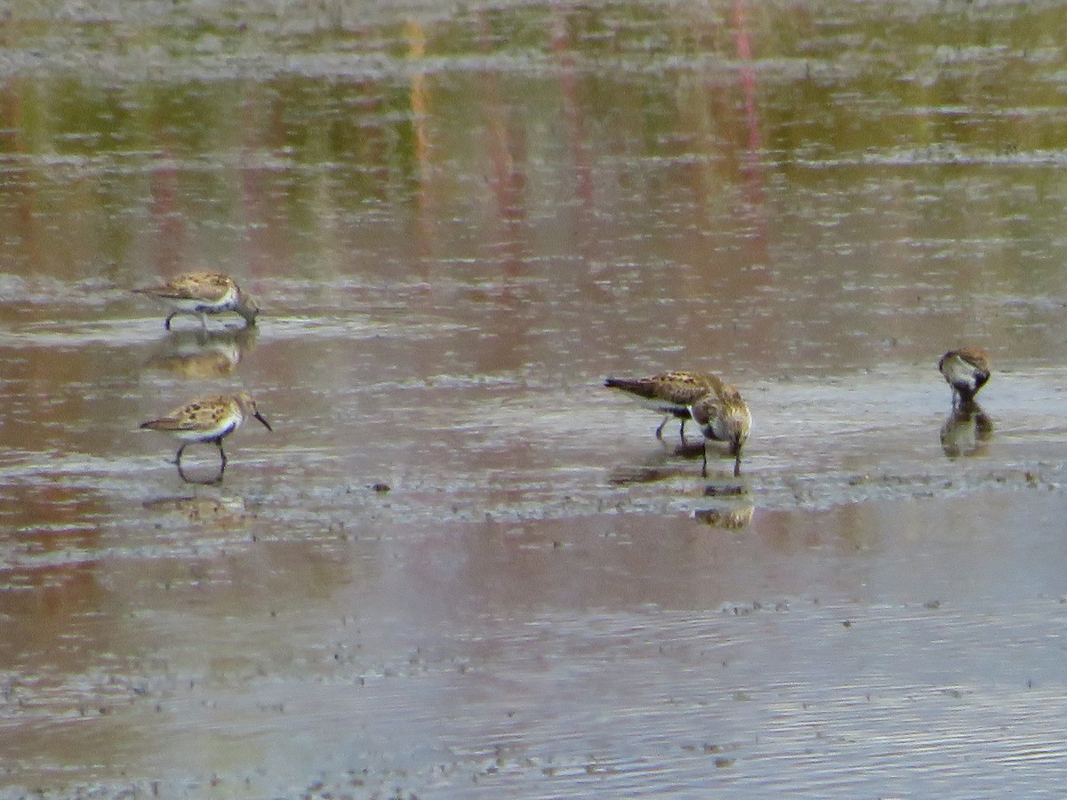 Dunlin - ML619985184