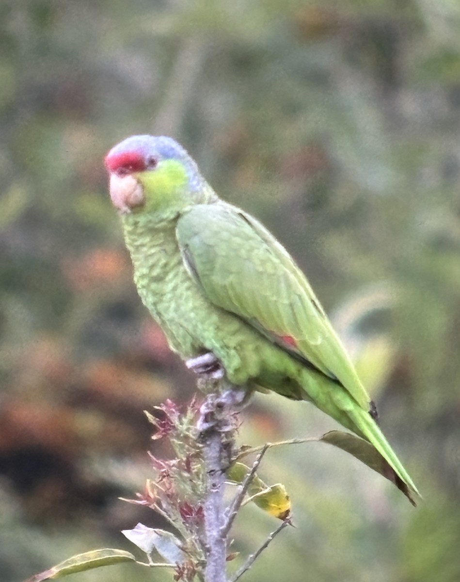 Lilac-crowned Parrot - ML619985187