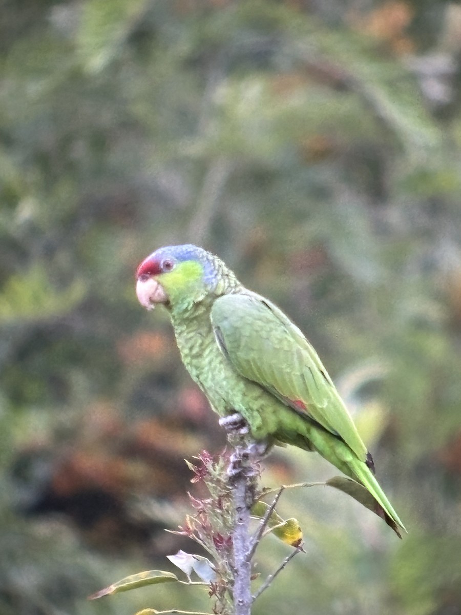 Amazone à couronne lilas - ML619985188