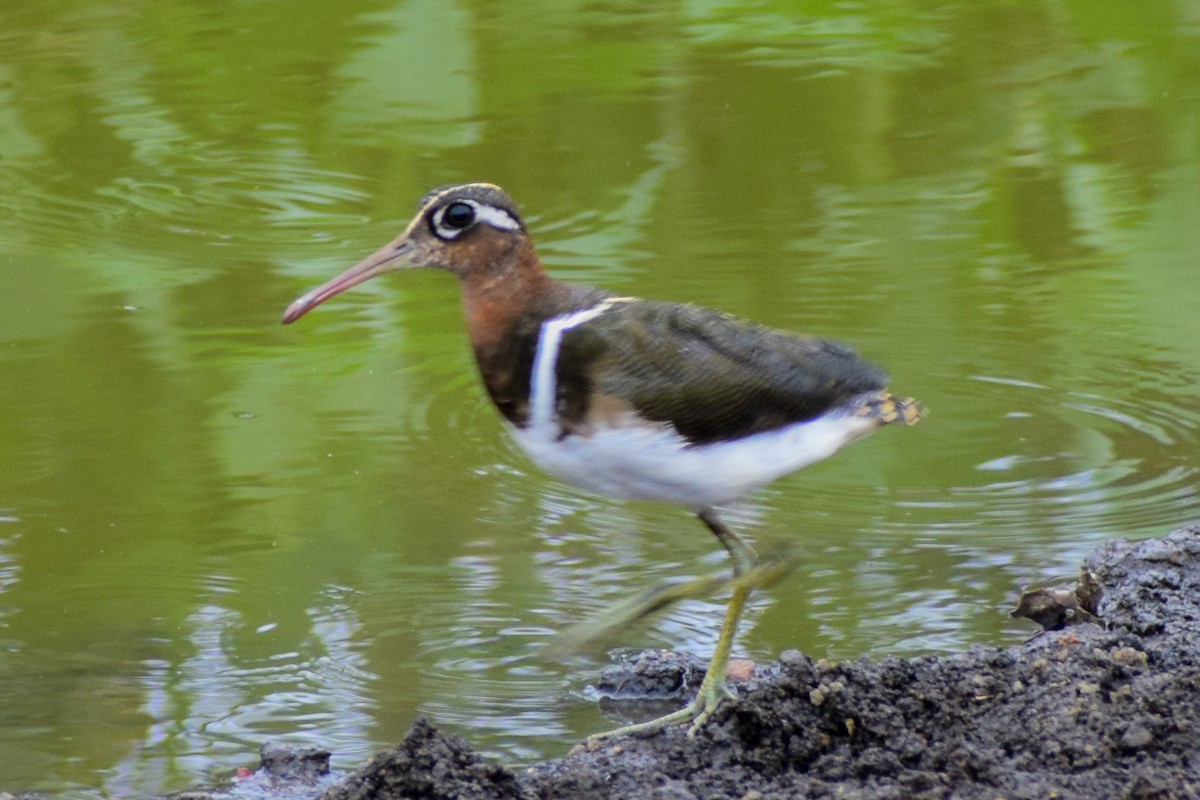 Greater Painted-Snipe - ML619985213