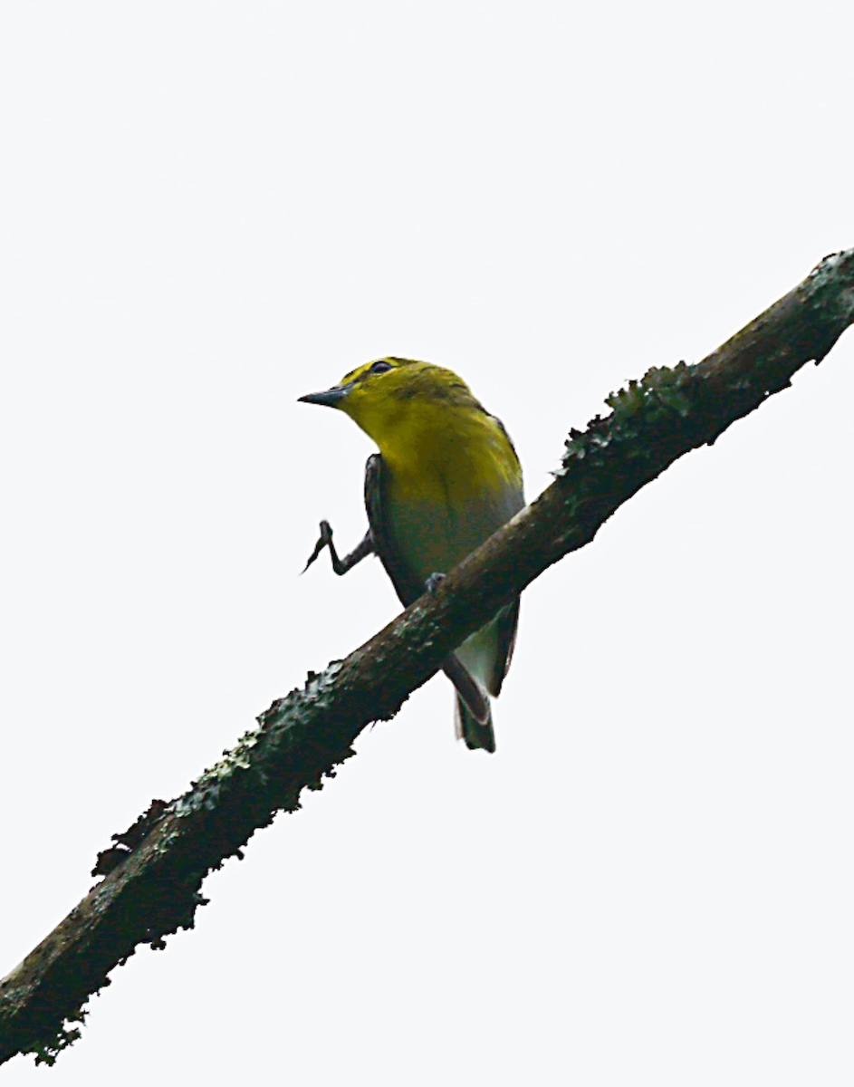 gulbrystvireo - ML619985220