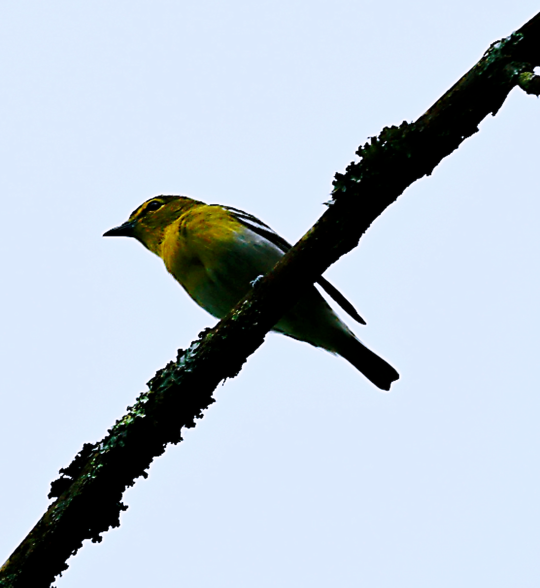 gulbrystvireo - ML619985221