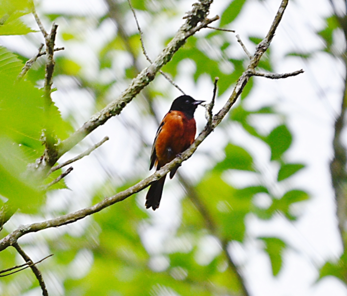 Orchard Oriole - ML619985227