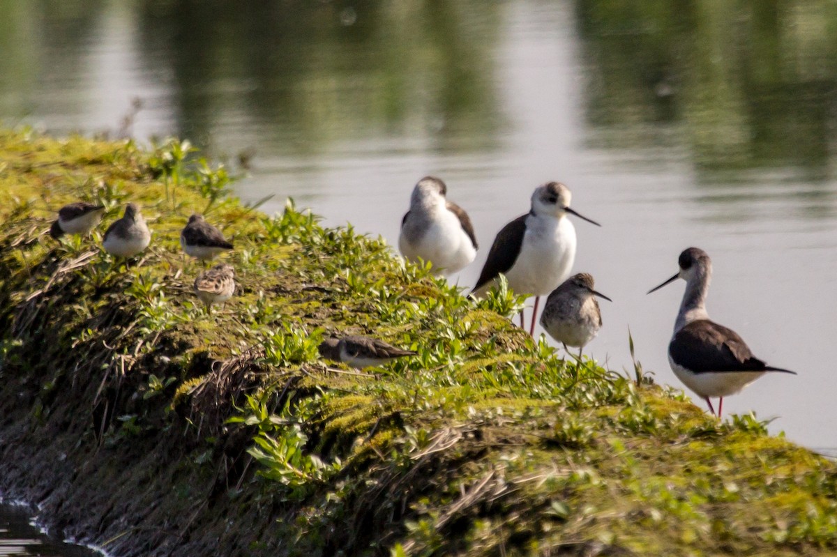 Broad-billed Sandpiper - ML619985228