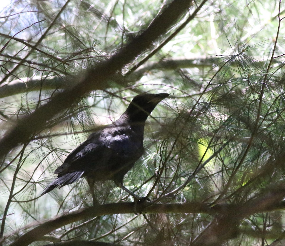 American Crow - ML619985229