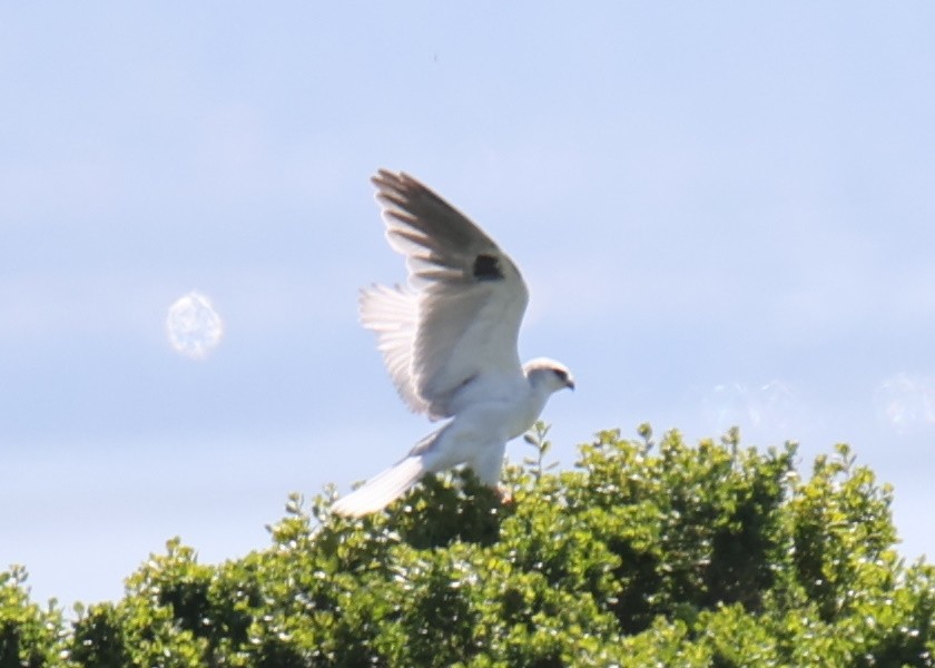 White-tailed Kite - ML619985231
