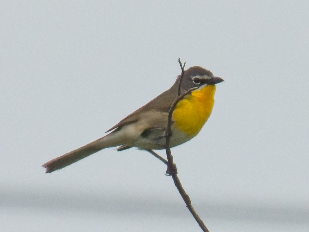 Yellow-breasted Chat - ML619985233