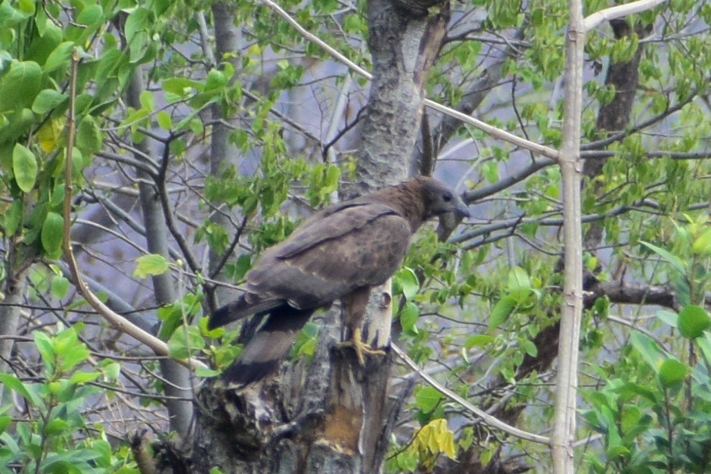 Oriental Honey-buzzard - ML619985241