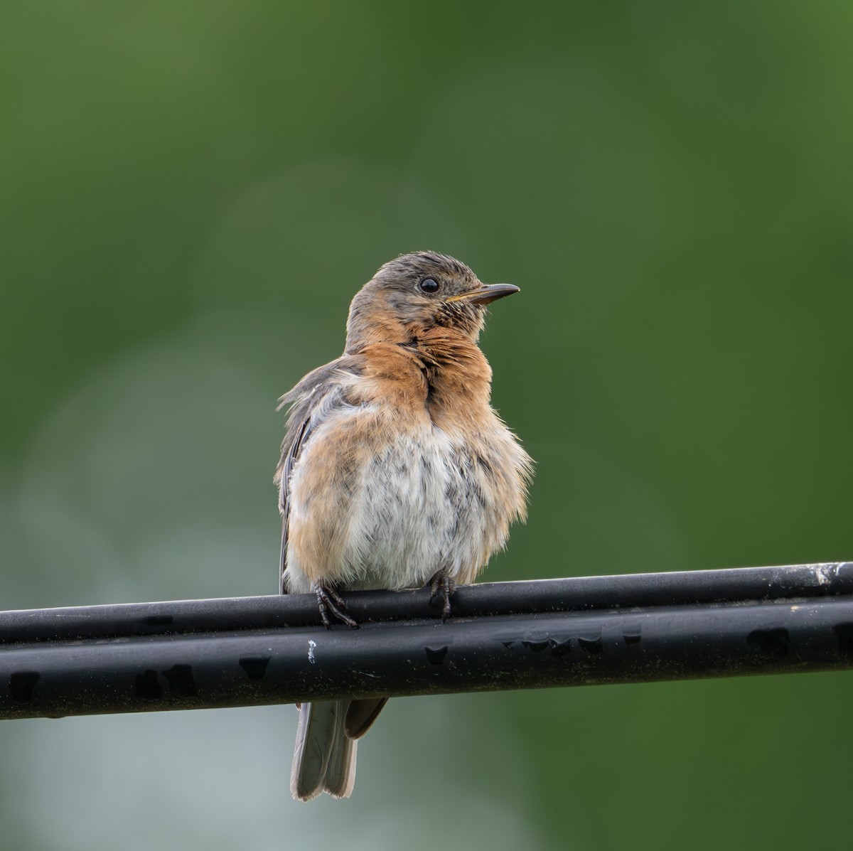 Eastern Bluebird - ML619985245