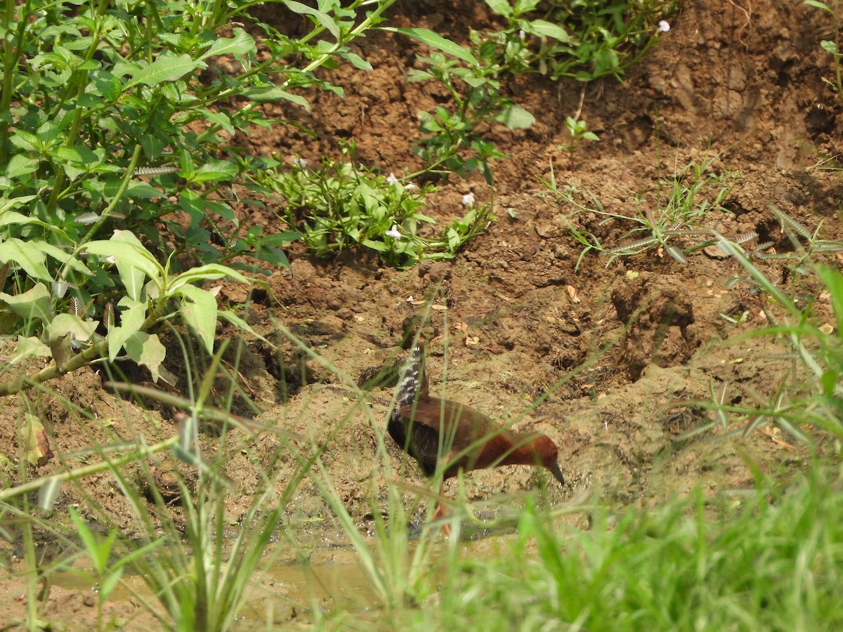 Ruddy-breasted Crake - ML619985246