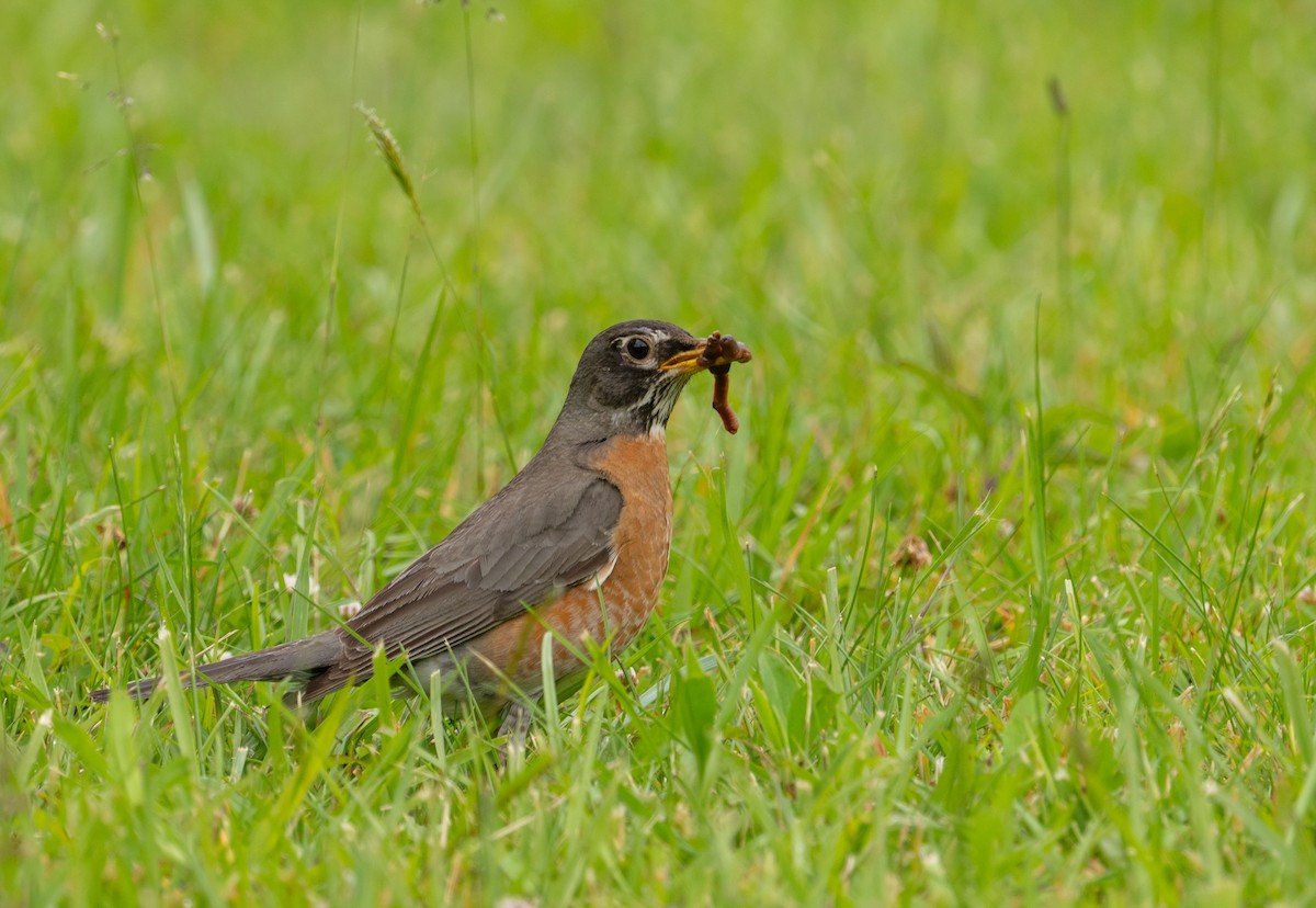 American Robin - ML619985247