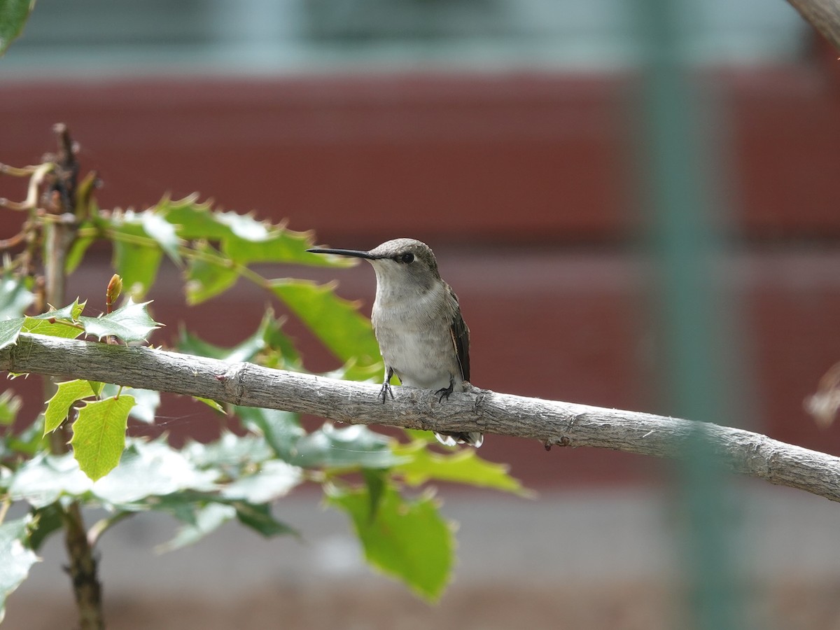 Black-chinned Hummingbird - ML619985249