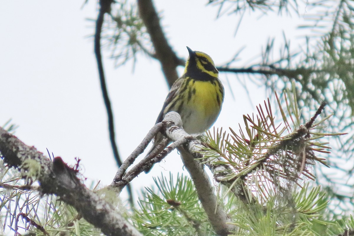 Townsend's Warbler - ML619985265