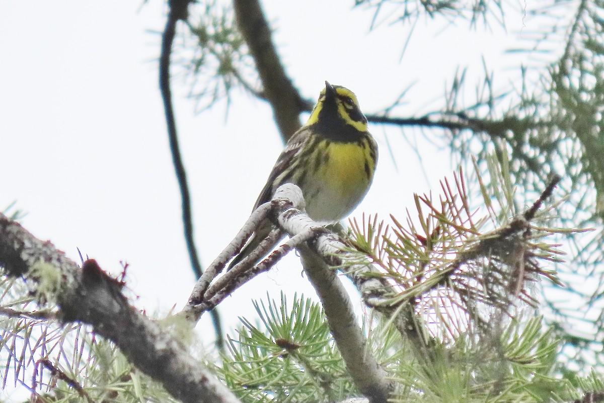 Townsend's Warbler - ML619985266