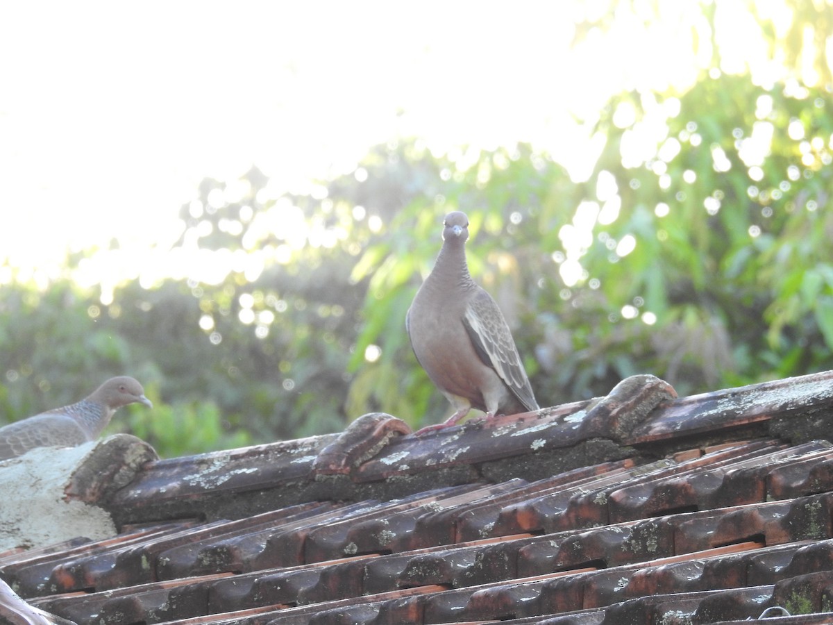 Picazuro Pigeon - ML619985274