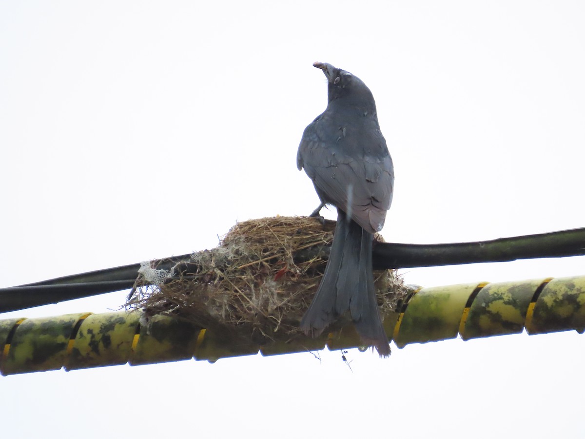 Black Drongo - ML619985287