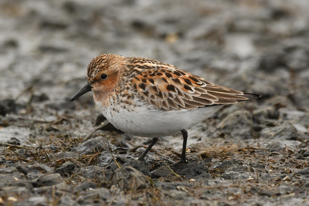 Red-necked Stint - ML619985295