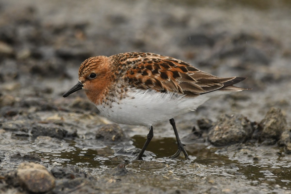 Red-necked Stint - ML619985296