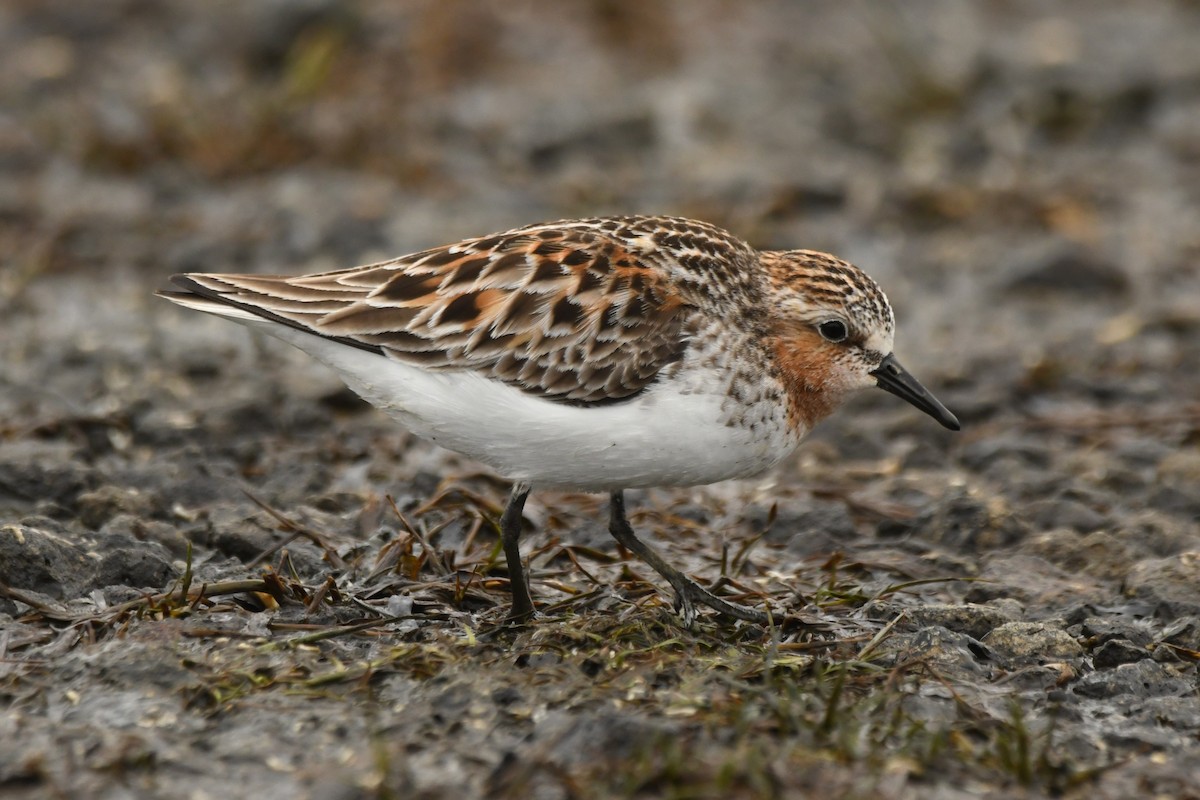 Red-necked Stint - ML619985297