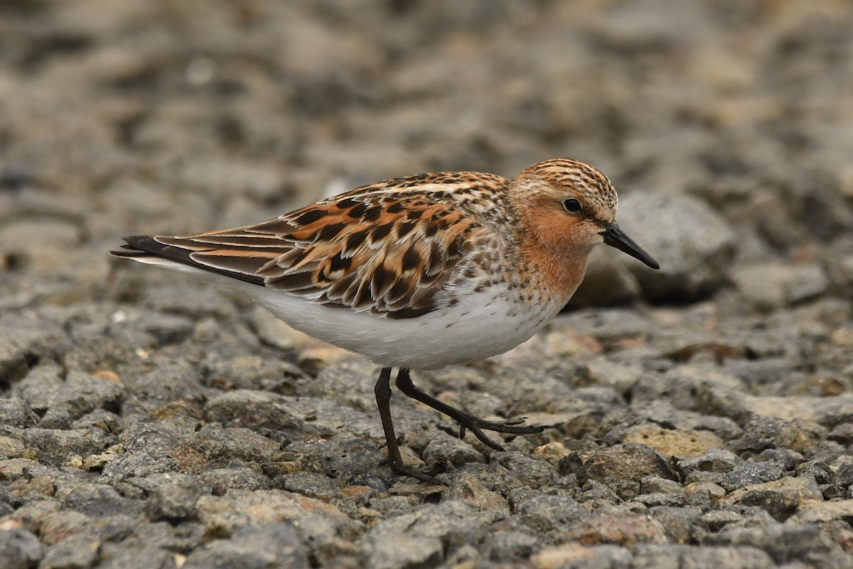 Red-necked Stint - ML619985298