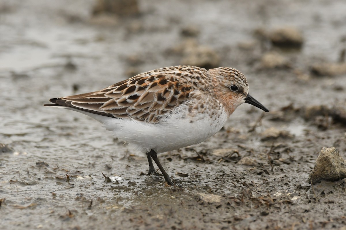 Red-necked Stint - ML619985301