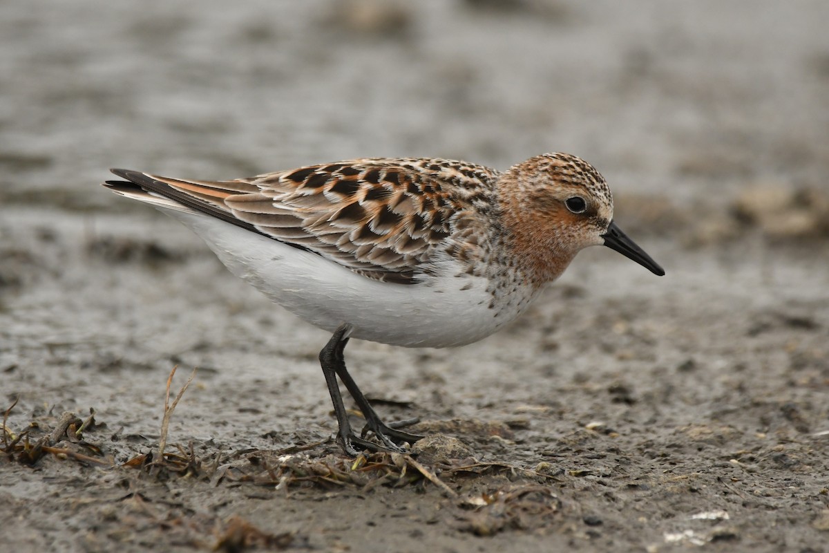 Red-necked Stint - ML619985302