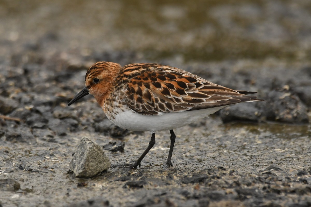 Red-necked Stint - ML619985314