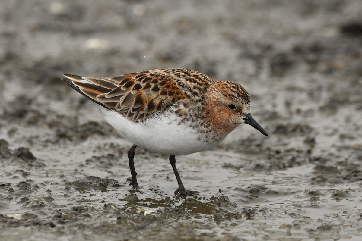 Red-necked Stint - ML619985315