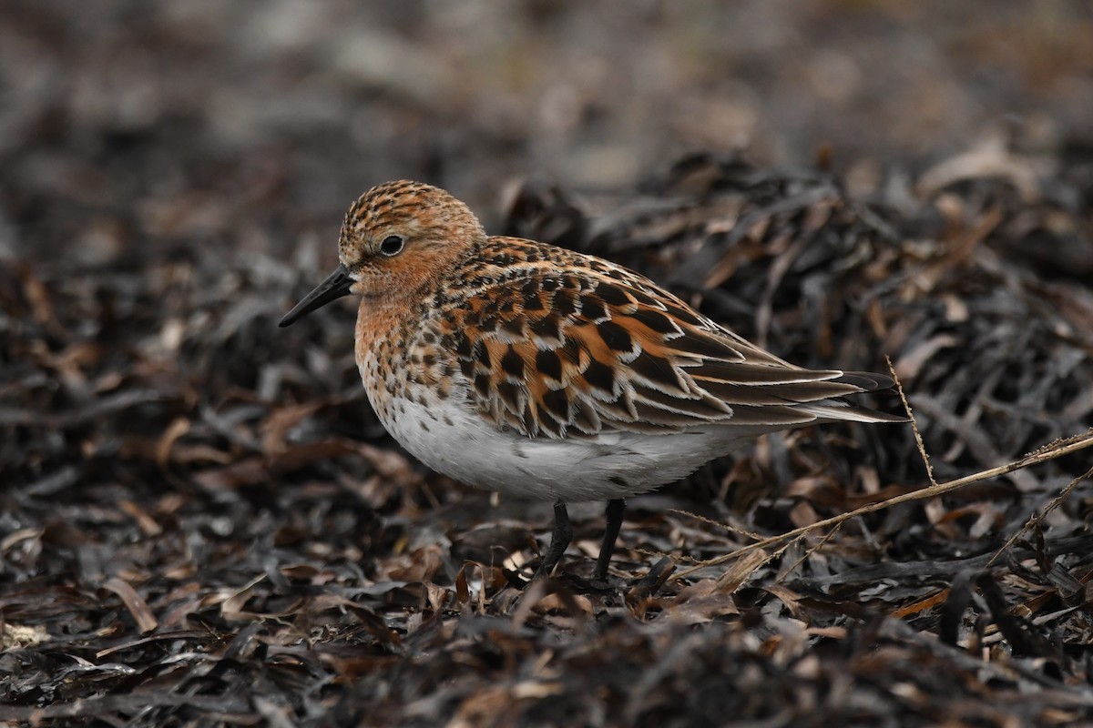 Red-necked Stint - ML619985317